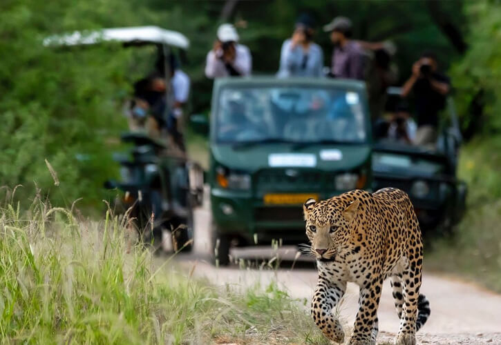 Leopard Safari Tour – Jhalana Reserve
